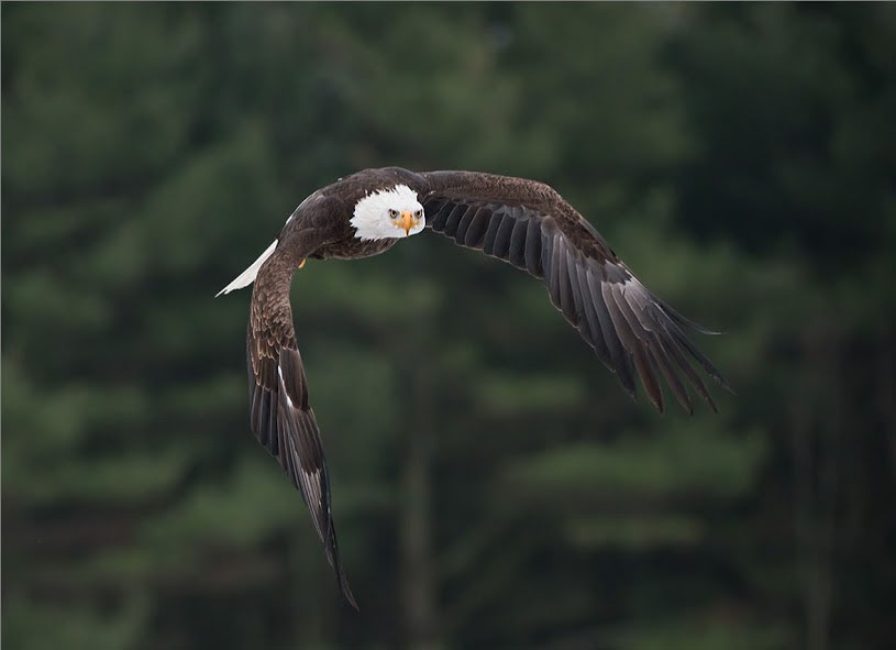 reduce-size-image-rightman-1 طریقه کاهش حجم فایل عکس توسط فتوشاپ به سادگی - ویژه ثبت نام در سایت جذب هیات علمی