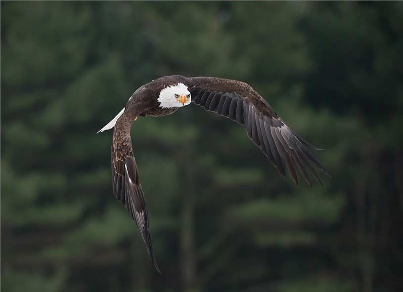 reduce-size-image-rightman-2 طریقه کاهش حجم فایل عکس توسط فتوشاپ به سادگی - ویژه ثبت نام در سایت جذب هیات علمی