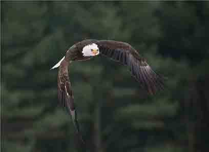 reduce-size-image-rightman-4 طریقه کاهش حجم فایل عکس توسط فتوشاپ به سادگی - ویژه ثبت نام در سایت جذب هیات علمی